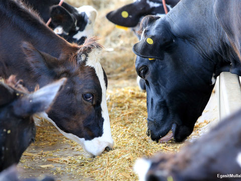 Dairy cattle feeding on maize