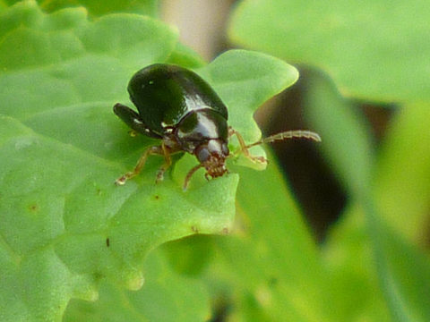 Cabbage stem flea beetle