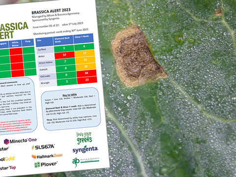 Brassica Alert report page