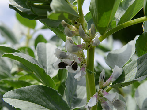 Bean crop in flower