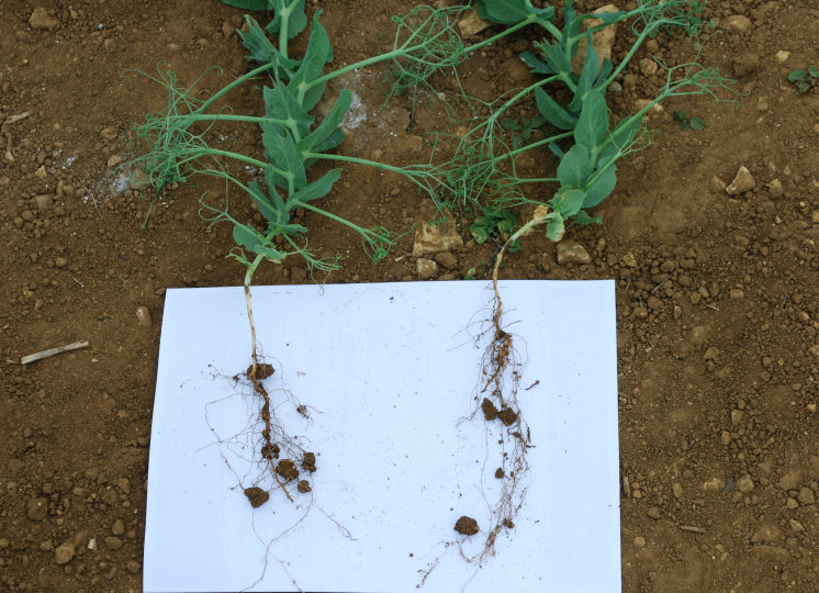 Pea and bean weevil damage