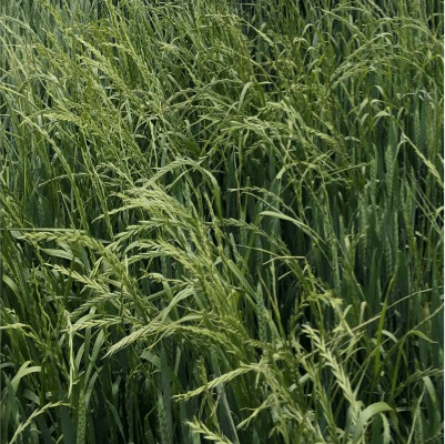 Field of wheat with ryegrass weeds. 5% Wheat yield loss is caused from just 5 ryegrass plants/m2