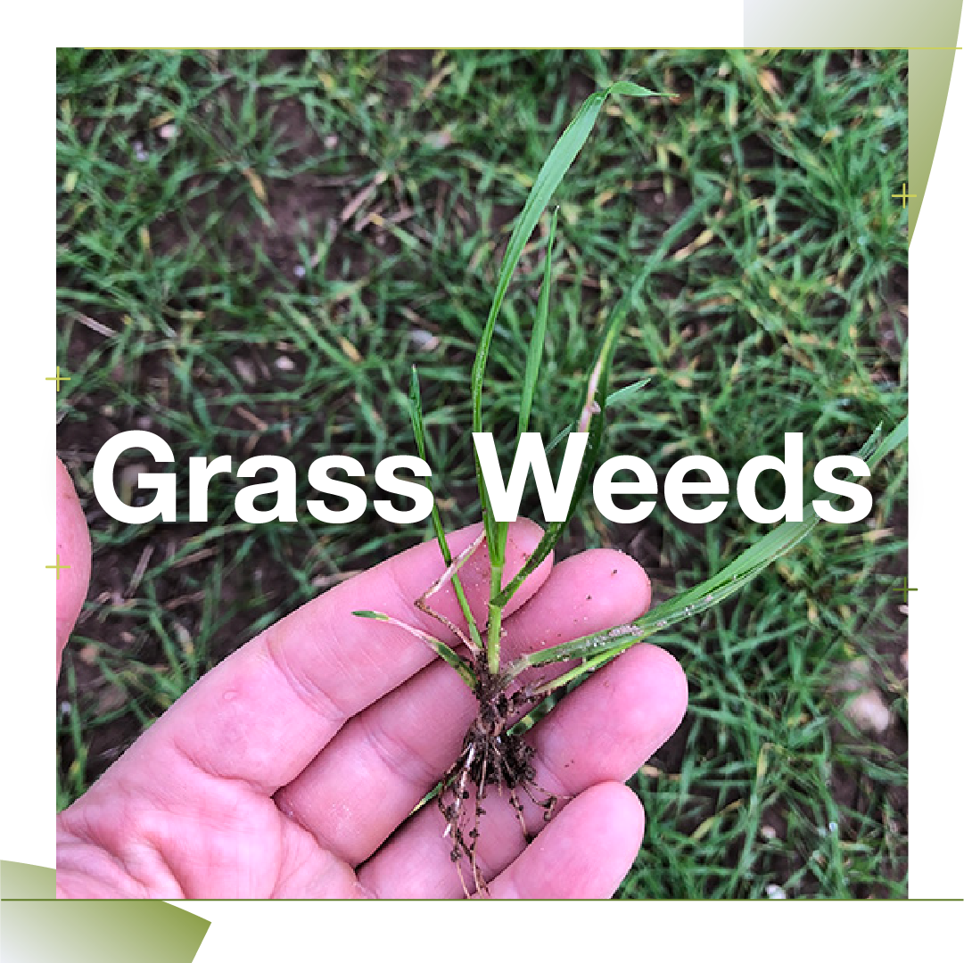 grassweed-img