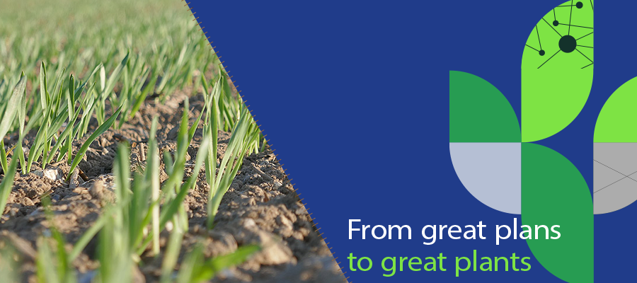 Syngenta spring barley varieties – a winning option for every market ...
