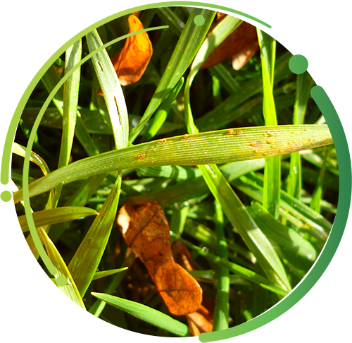 Cereal Crop Image