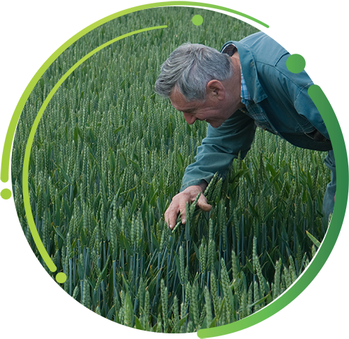 Cereal Crop Image