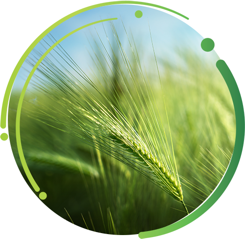 Cereal Crop Image