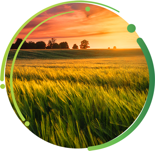 Cereal Crop Image