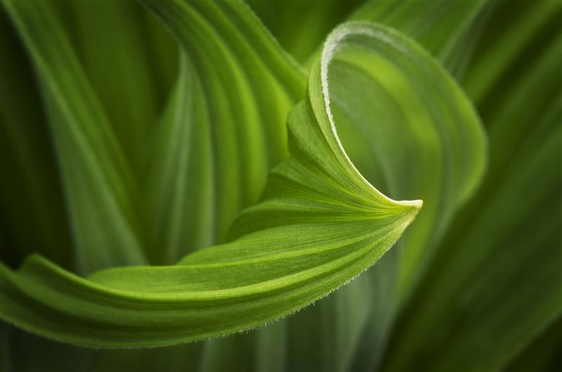 Syngenta Biologicals