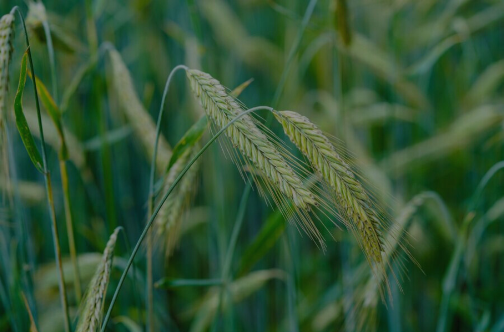 Winter Cereals