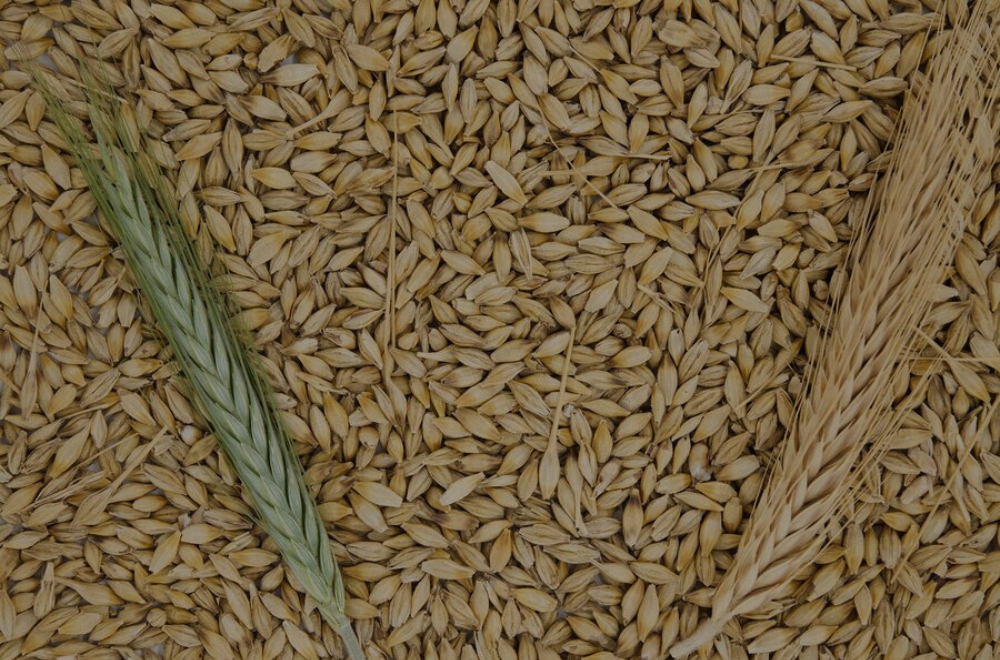 Spring Barley