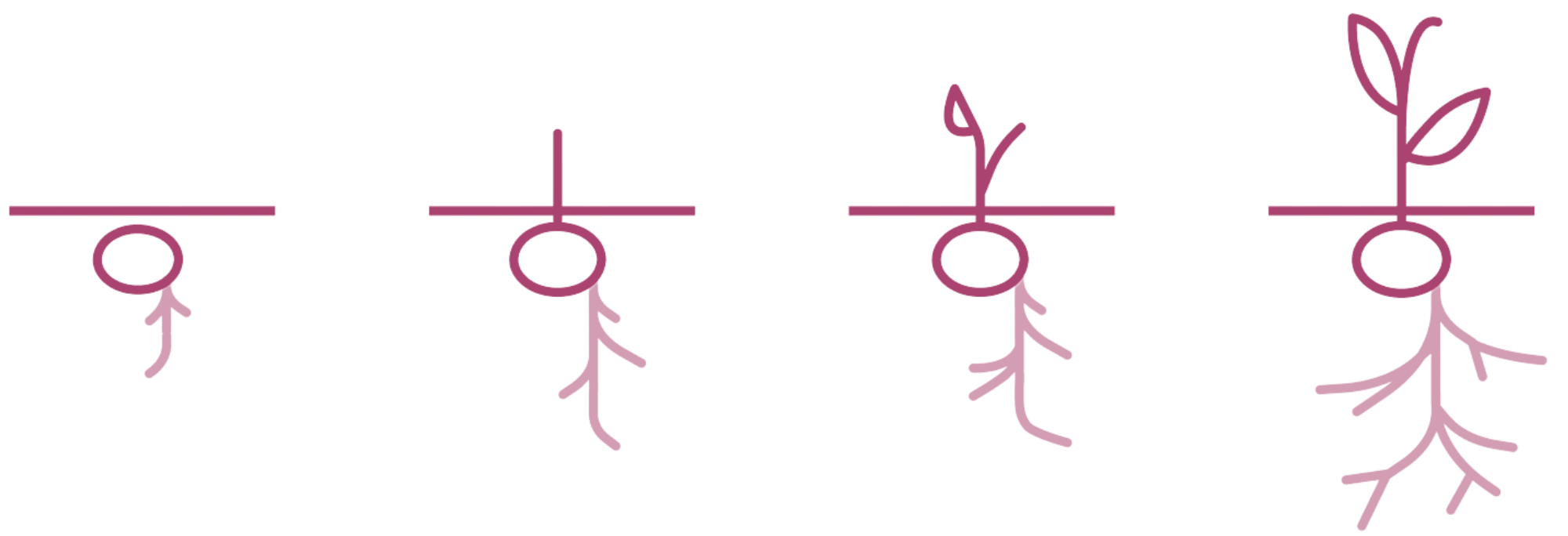 NUELLO iN plant growth stages