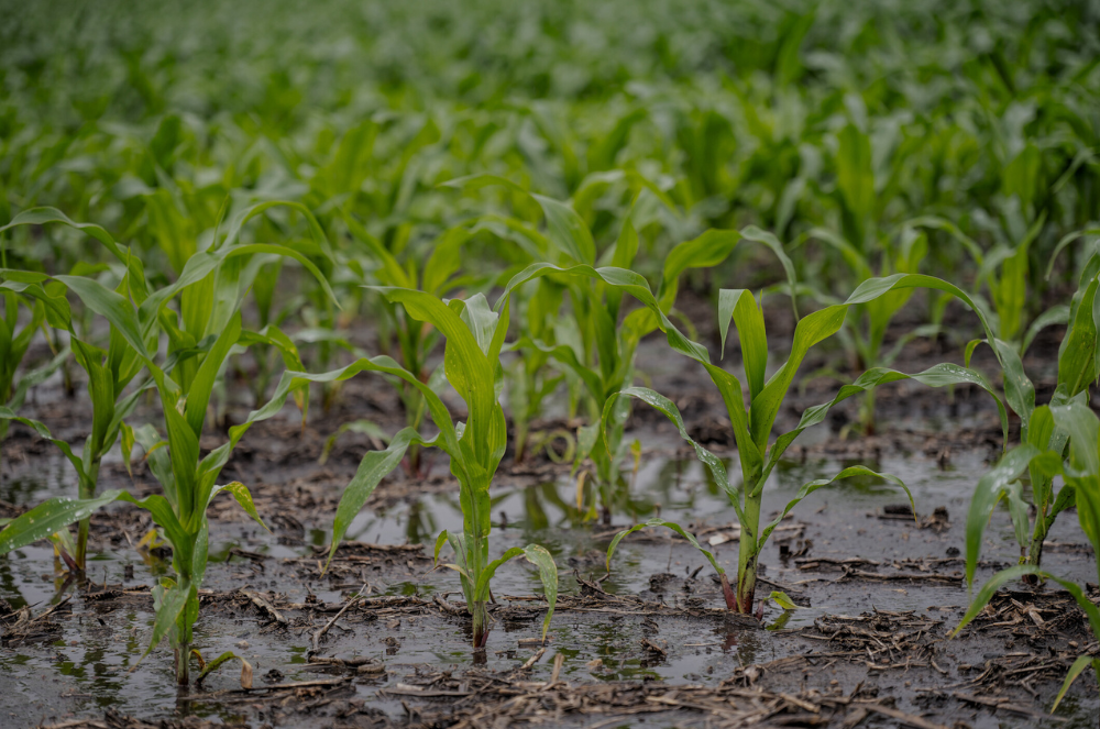 Wet Weather, Low SMN Levels