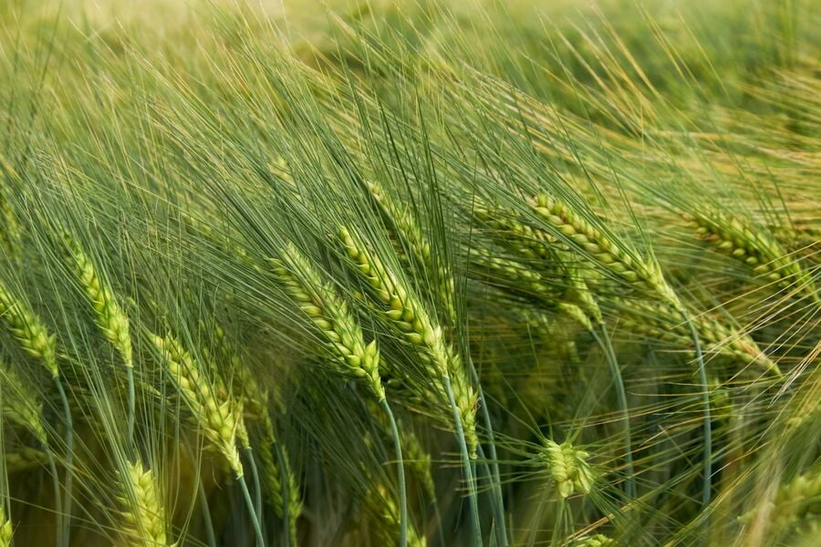 Green barley crop
