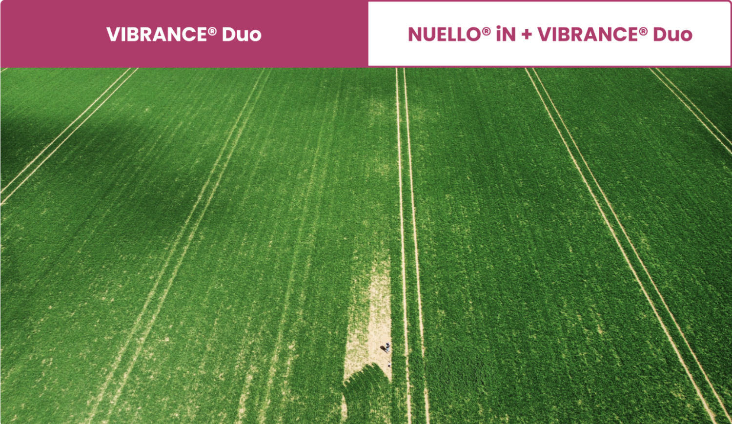 Spring barley field comparison in Dorset