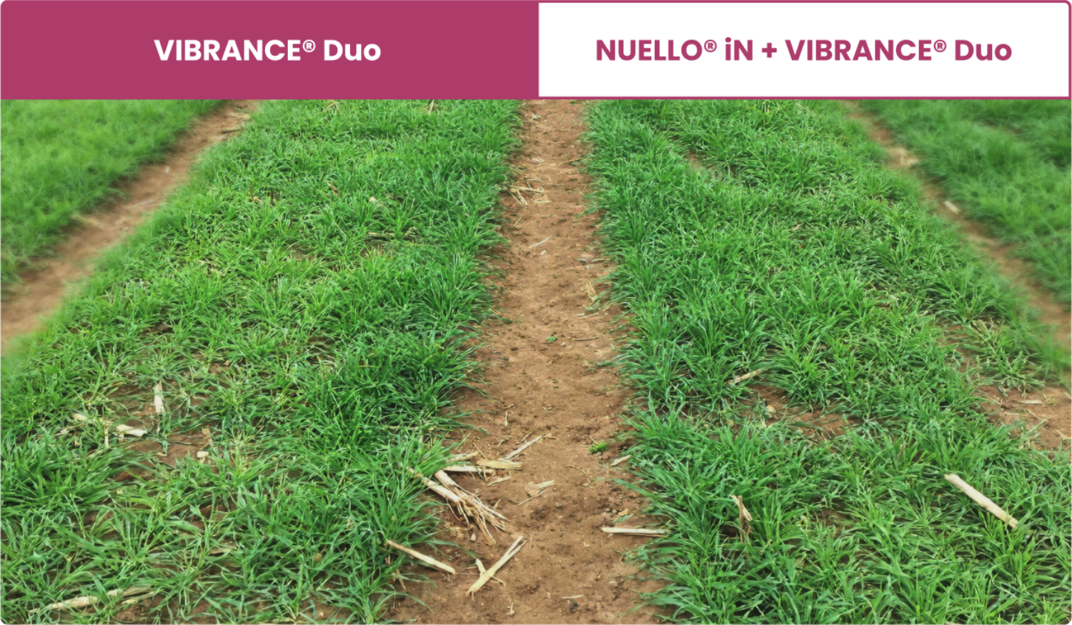 Spring barley field comparison in Lincolnshire