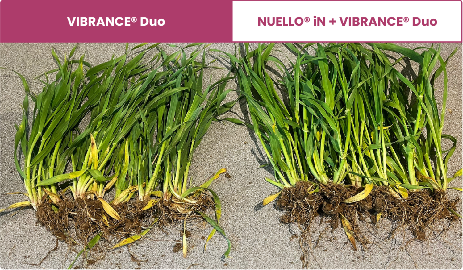 VIBRANCE Duo root comparison in Dorset