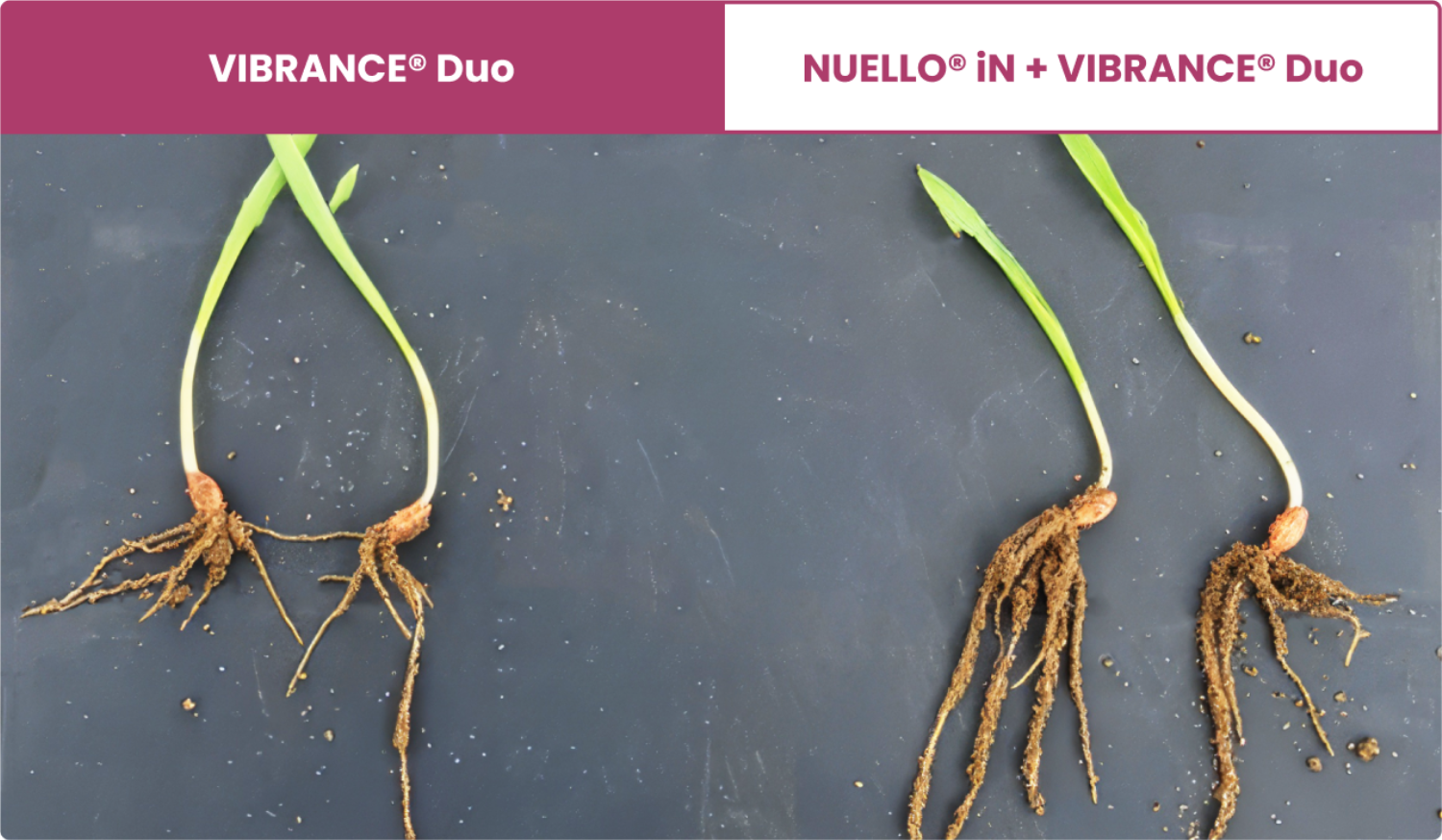 VIBRANCE Duo root comparison in Market Stainton