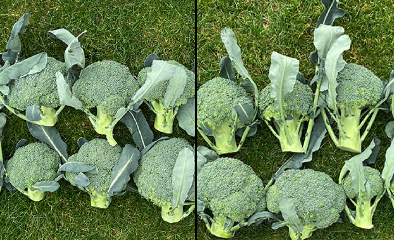 Broccoli comparison showing treated and untreated samples
