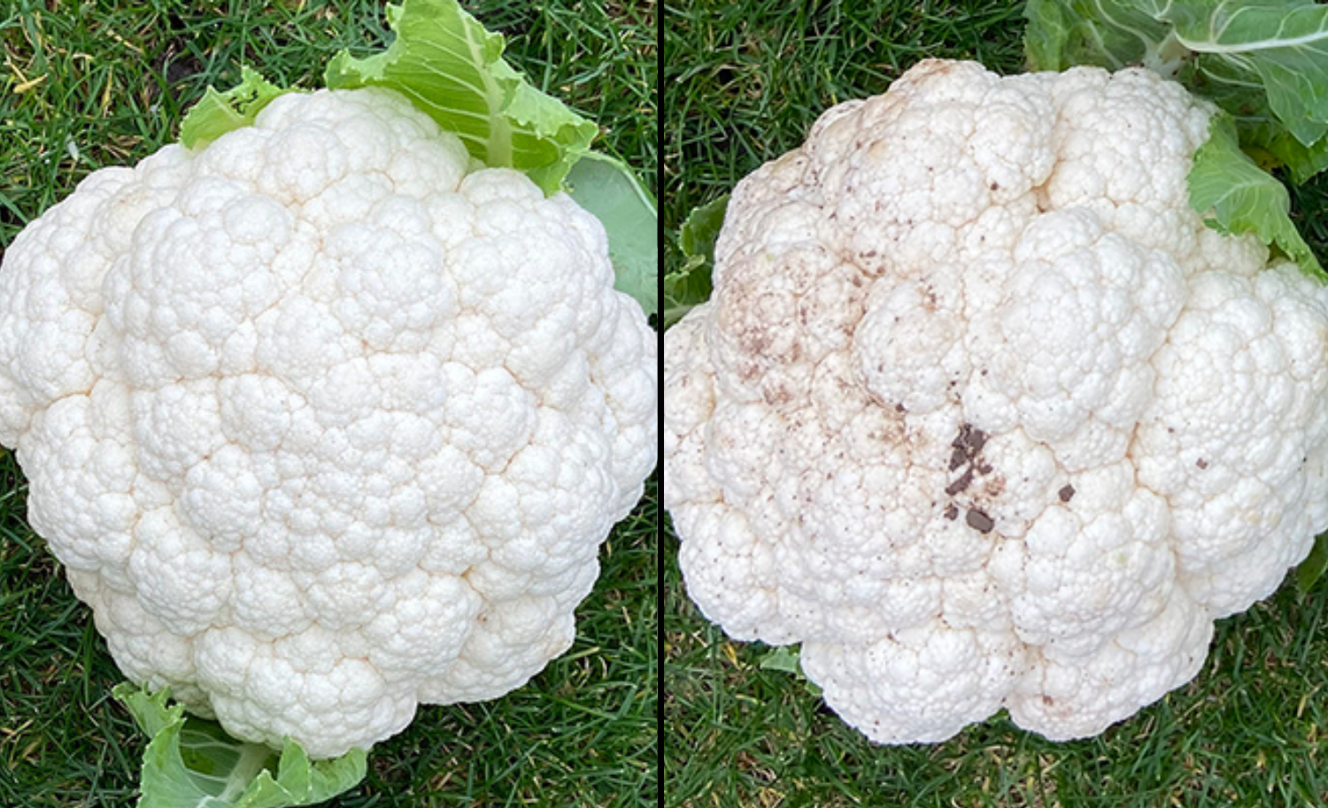Cauliflower comparison showing treated and untreated samples