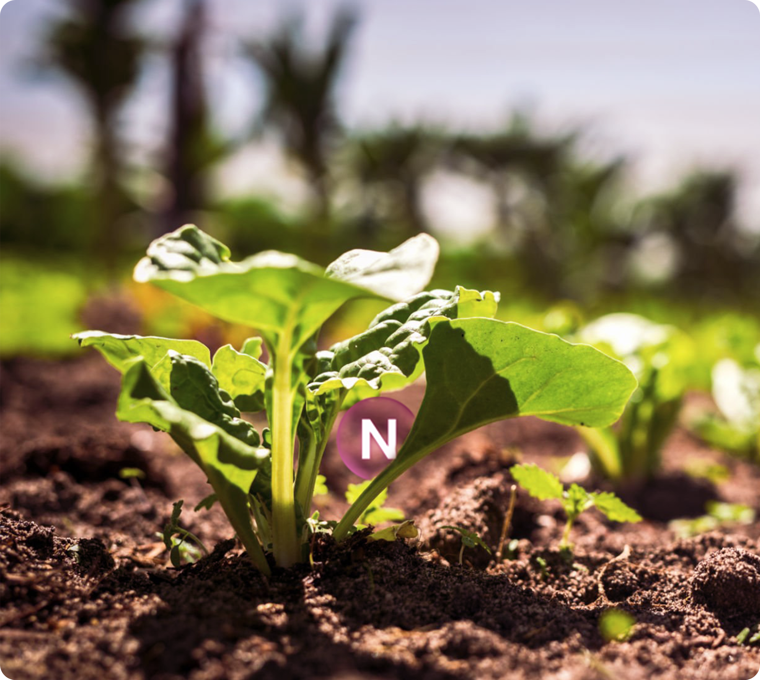 Young plant growing in soil with N symbol