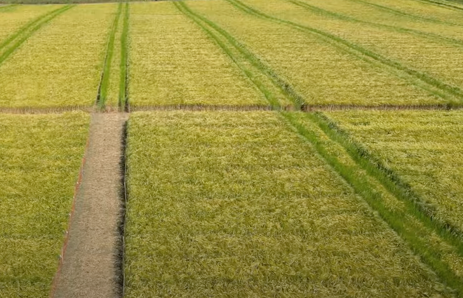 Syngenta Biologicals