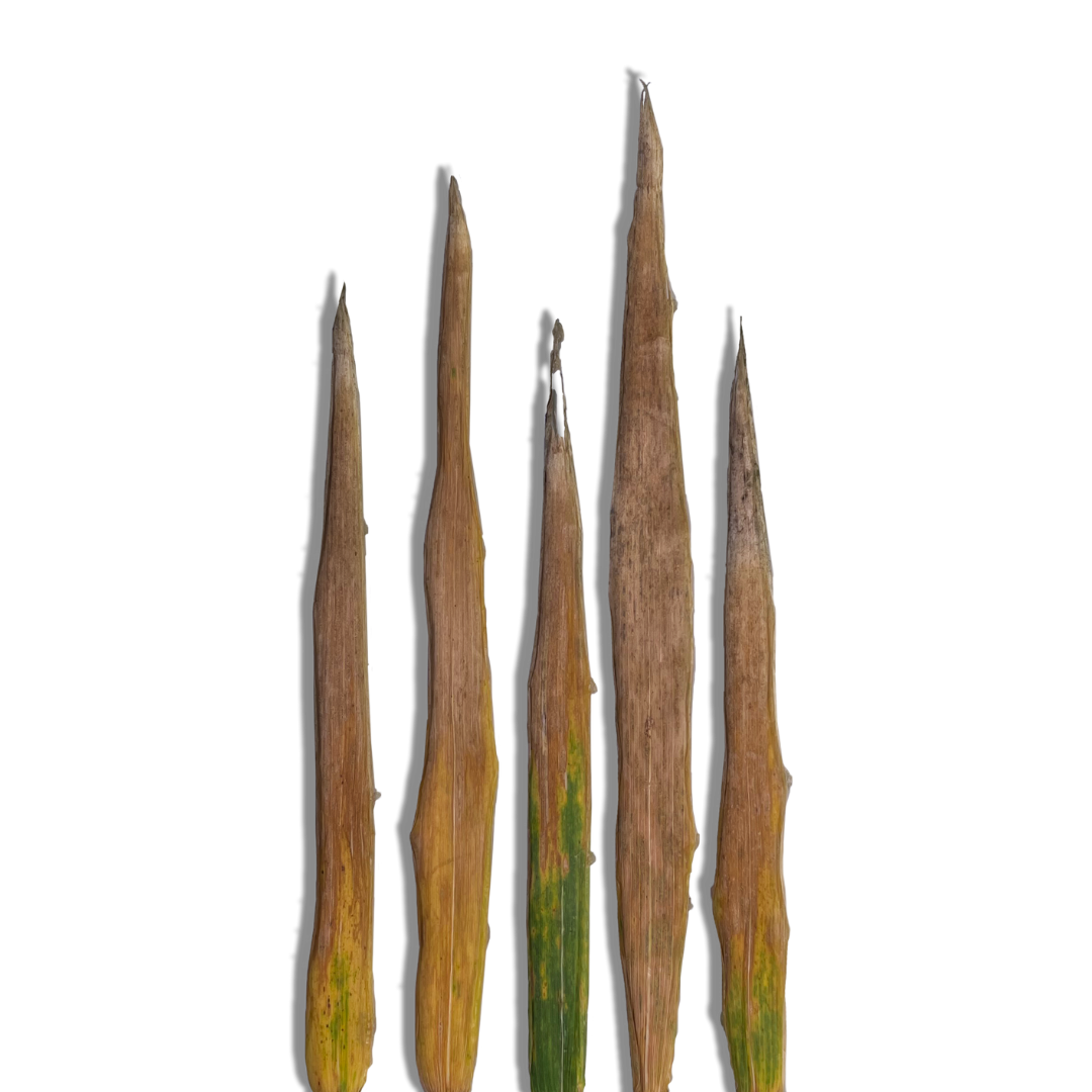 Corteva Univoq