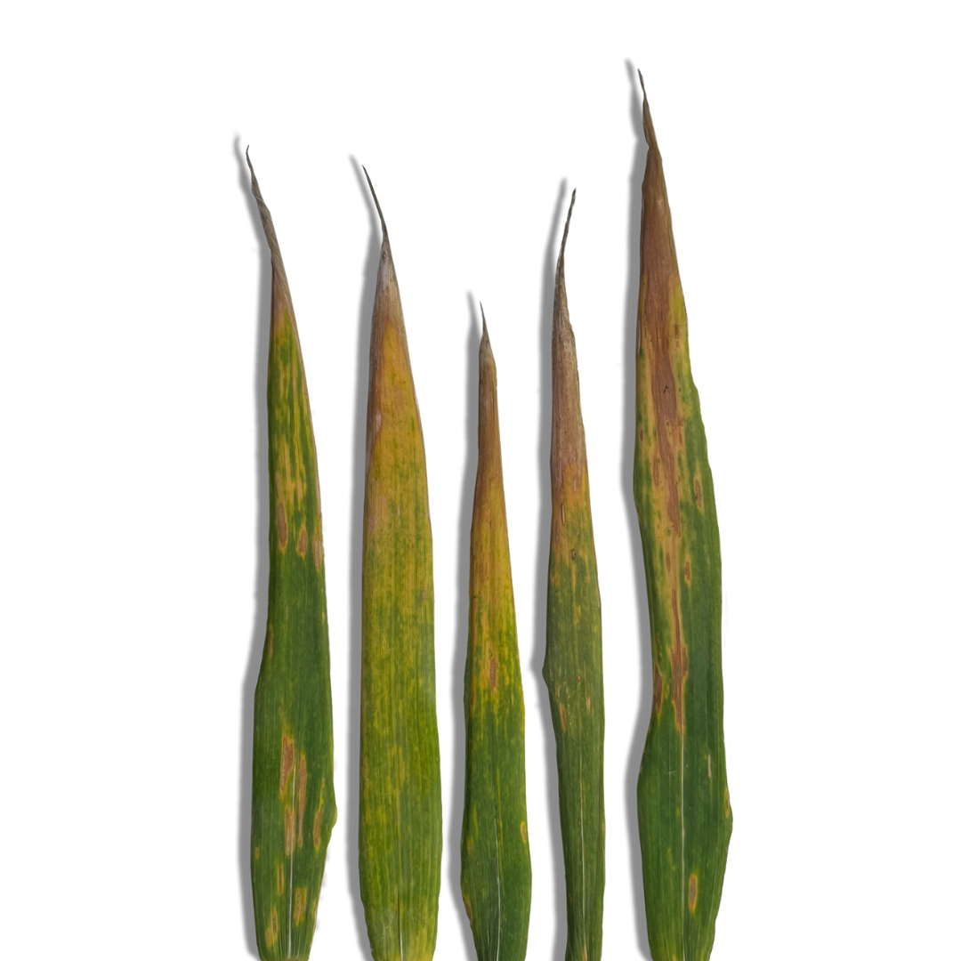 Discover MIRAVIS® | Syngenta