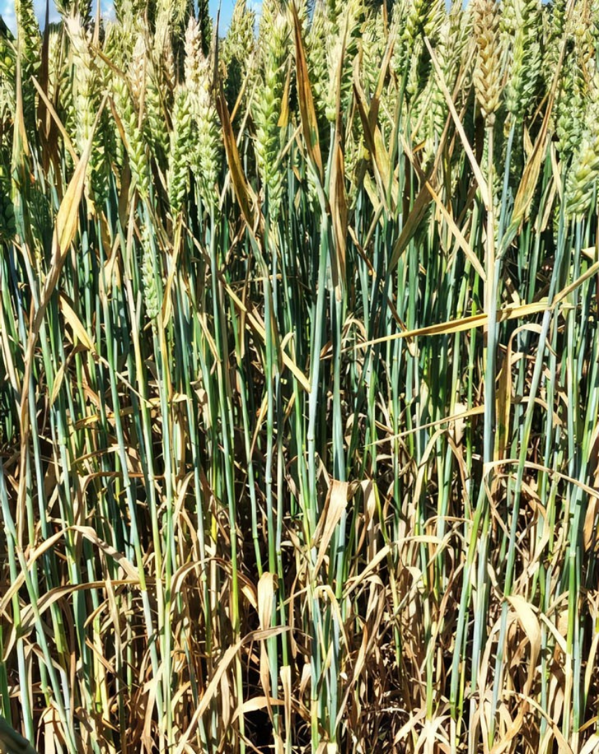 Untreated crop