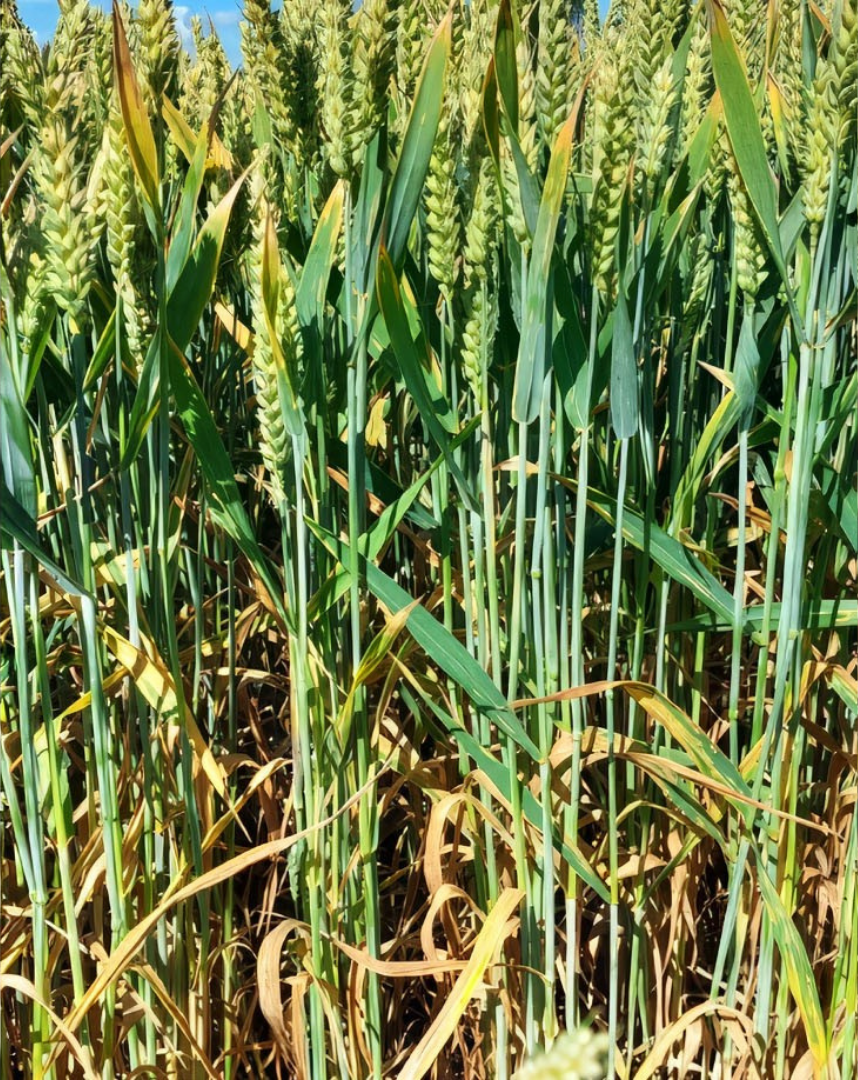 MIRAVIS Plus + ERA treated crop