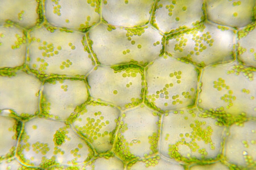 Green grass close-up