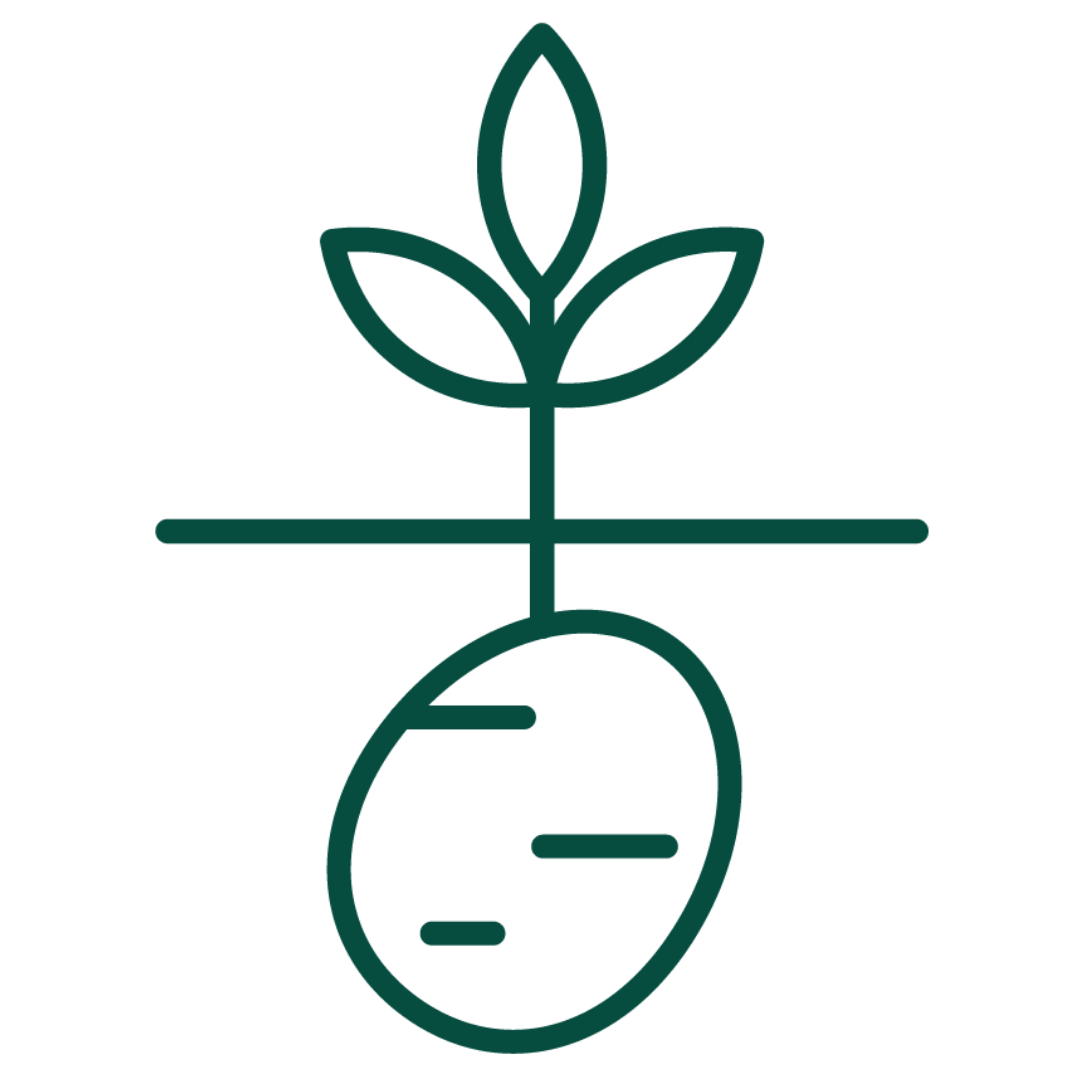 Potatoes icon