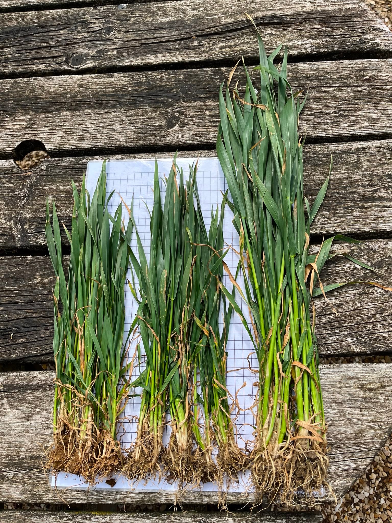 Dry Weather / Soil Conditions