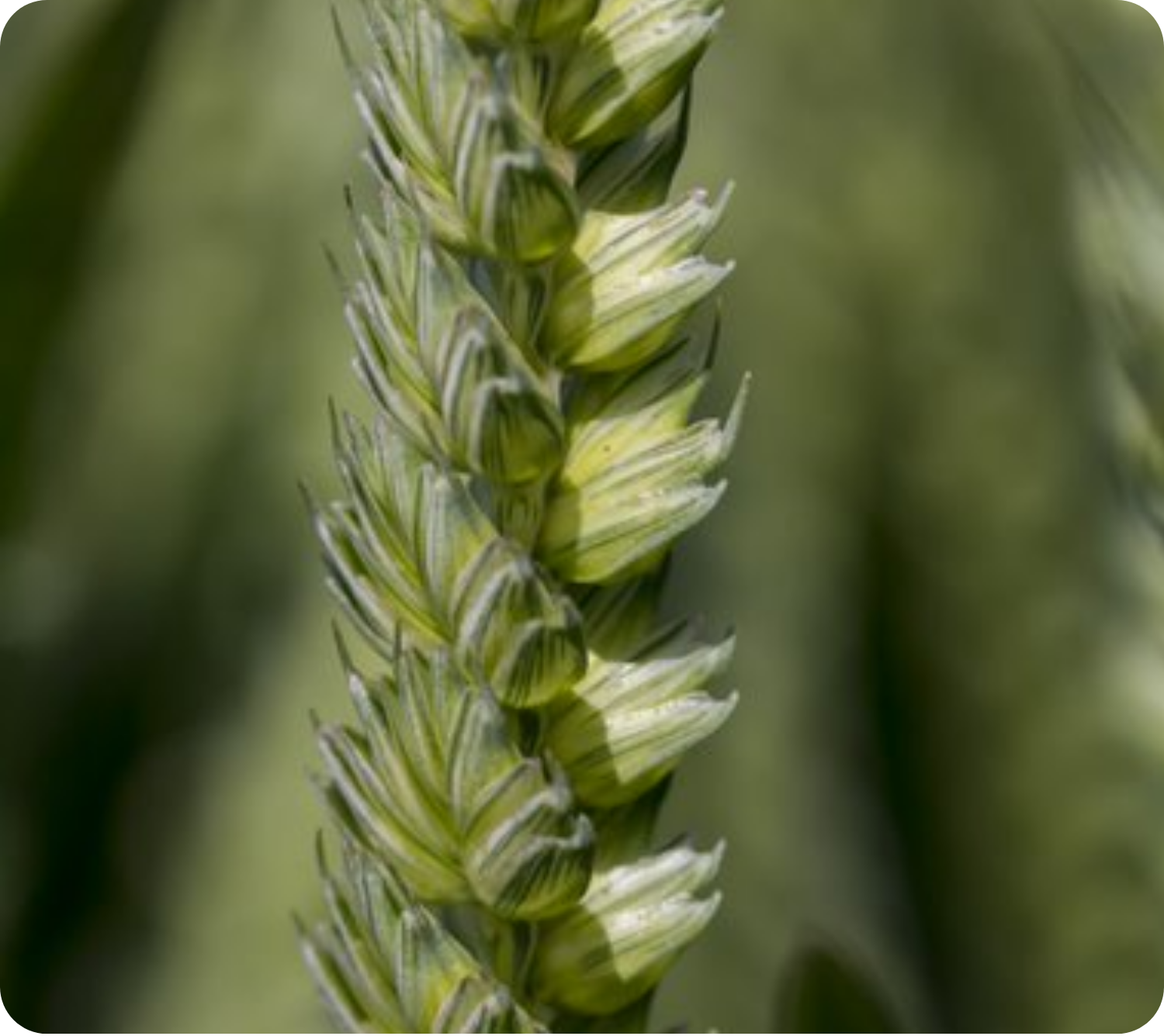 Young plant growing in soil with N symbol