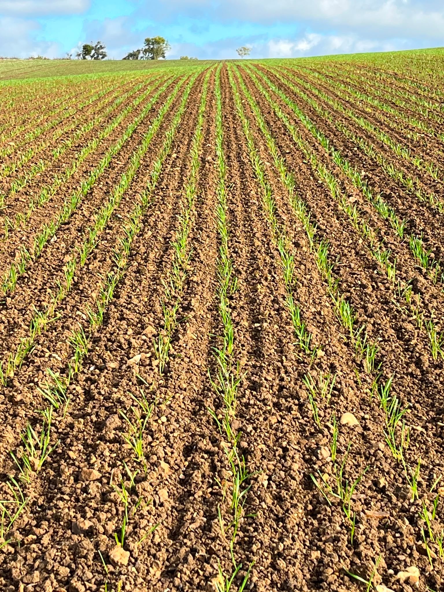 Following Nitrogen Hungry Crops