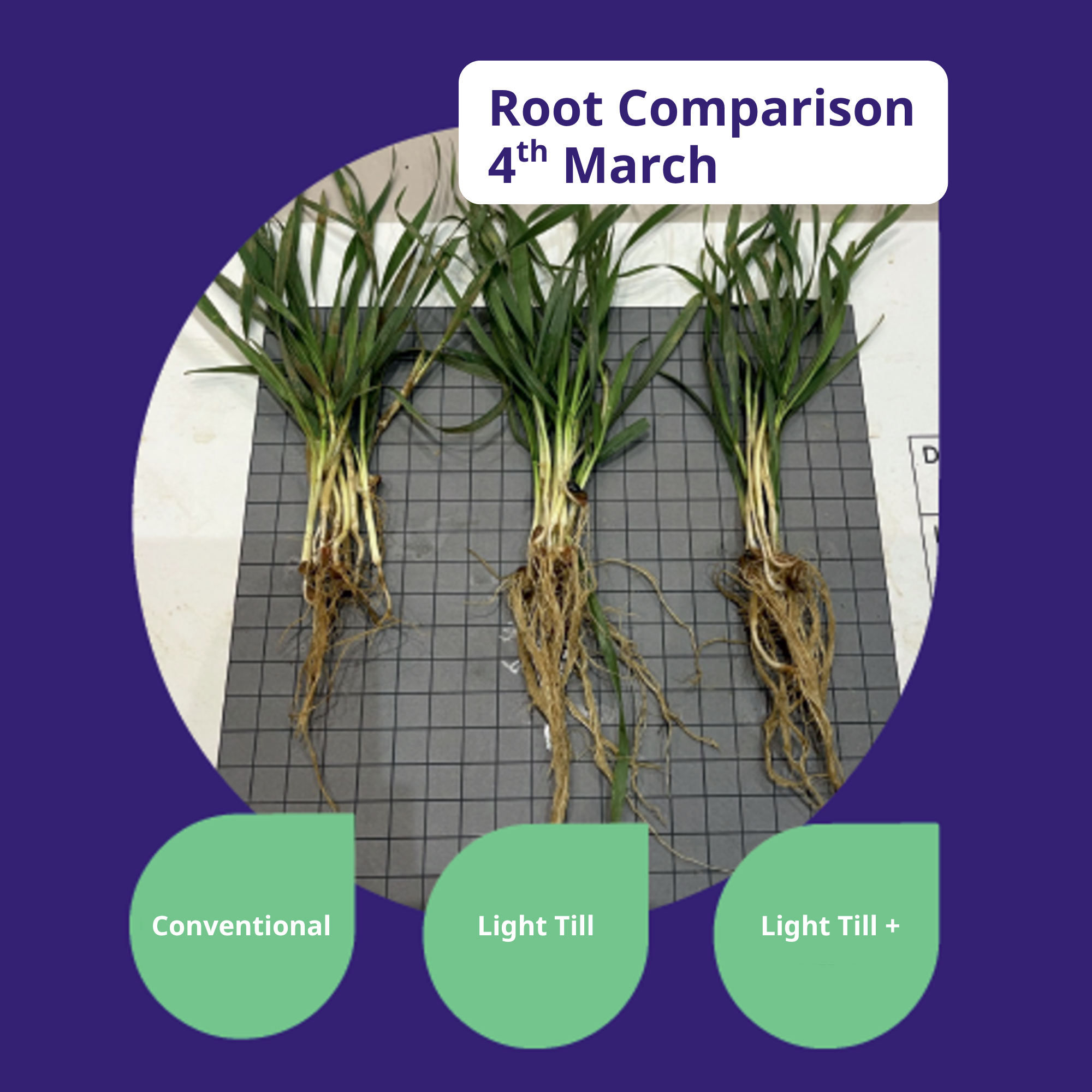 Root comparison between conventional and light till systems