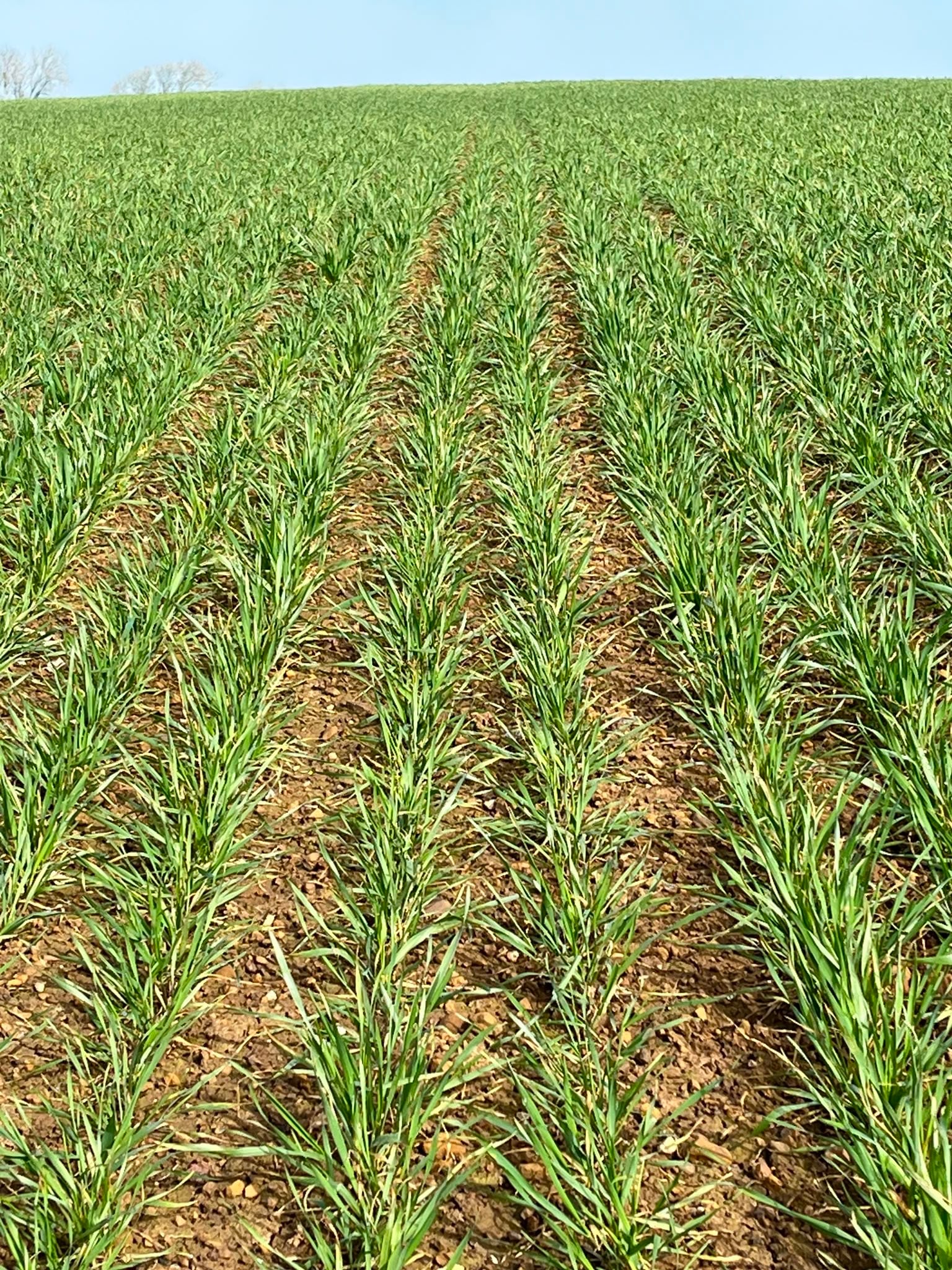 Wet Weather, Low SMN Levels