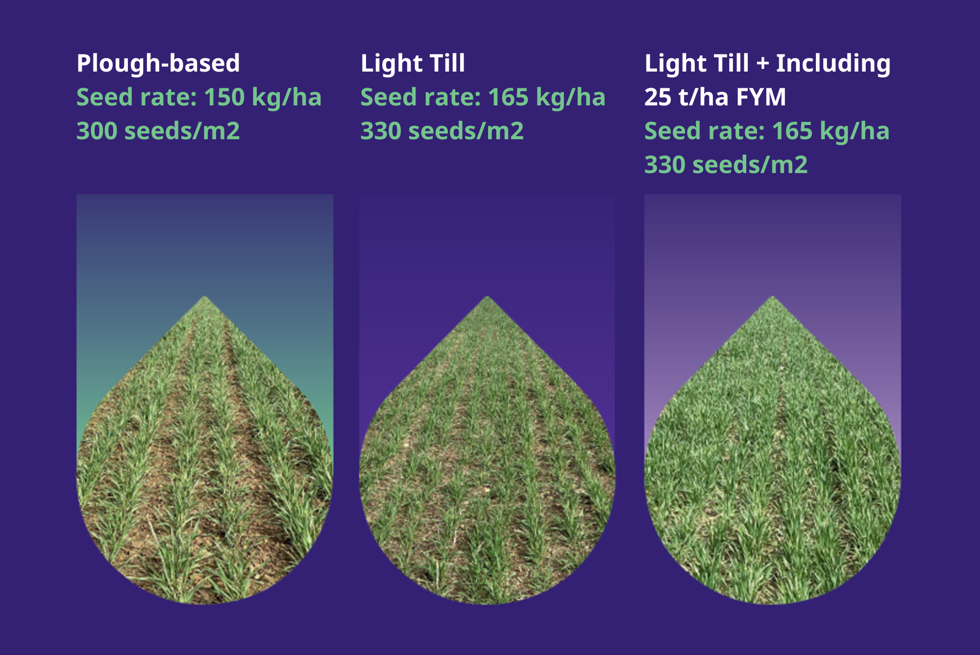 Trial plot comparison across three tillage systems