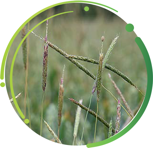 Black Grass