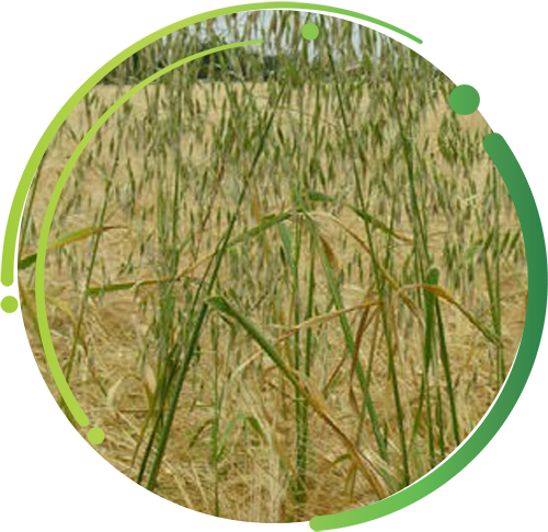Wild Oat
