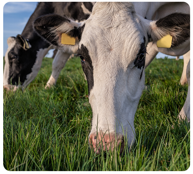 Grassland