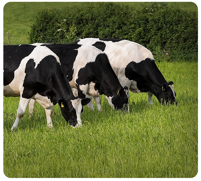 Grassland