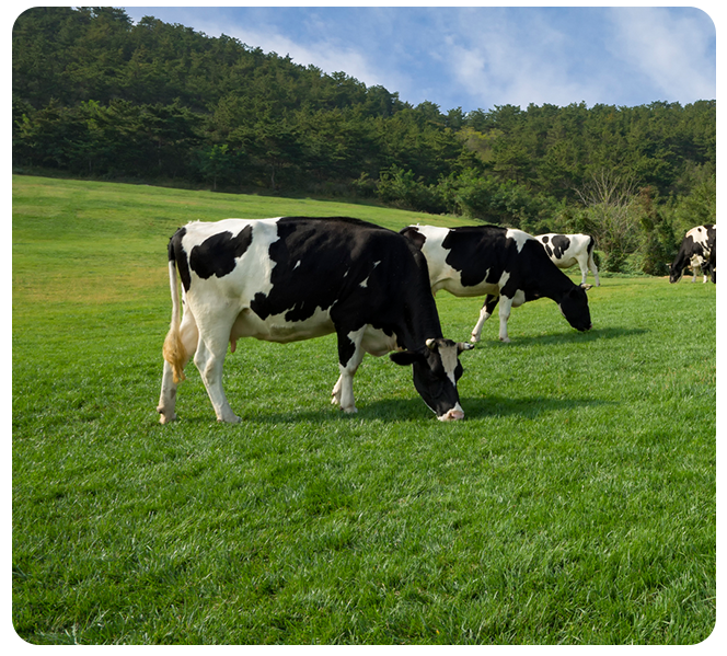 Grassland