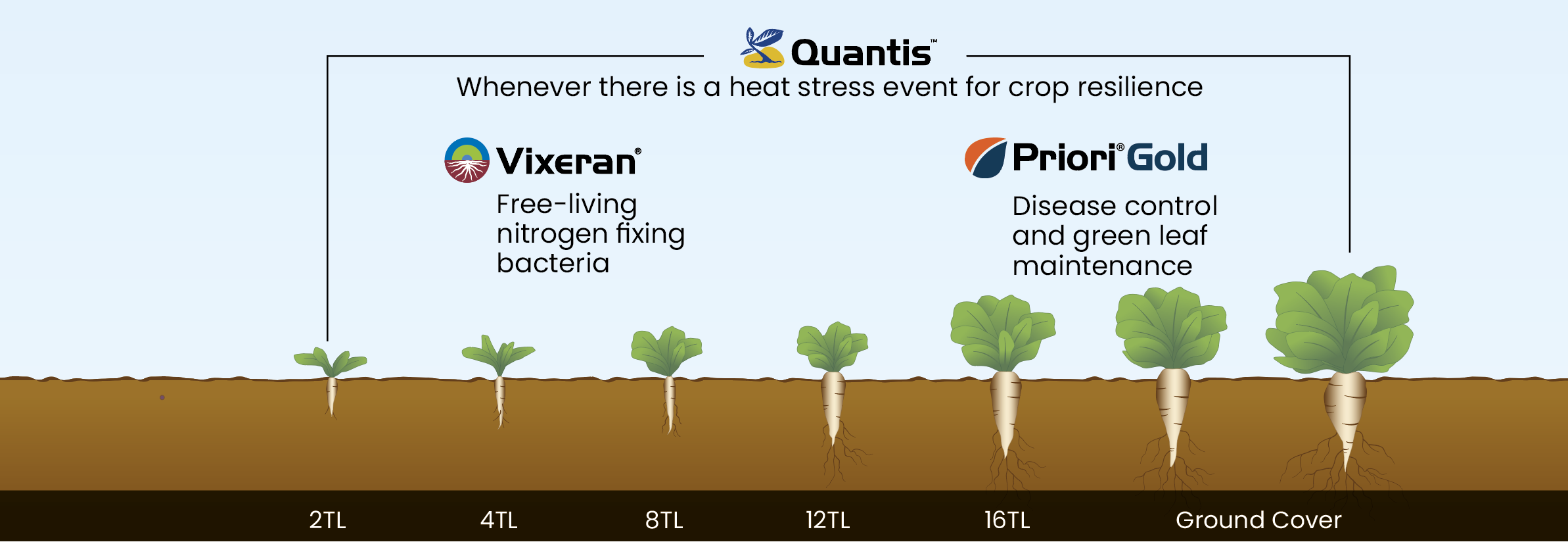Diagram of soil layers showing carbon storage and tree growth over 100 years