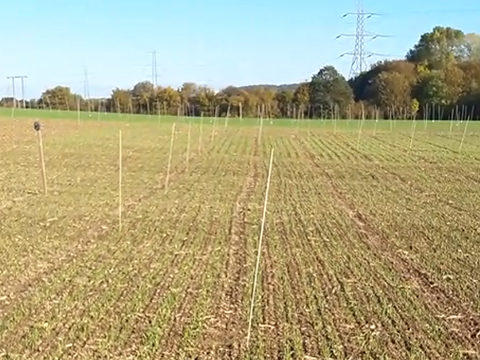 Rye-grass Focus Site trials