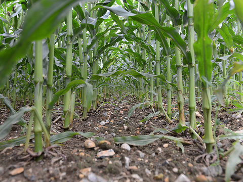 Weed free maize