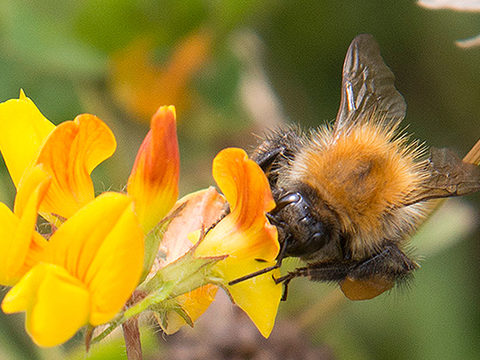 Bumblebee on trefoil