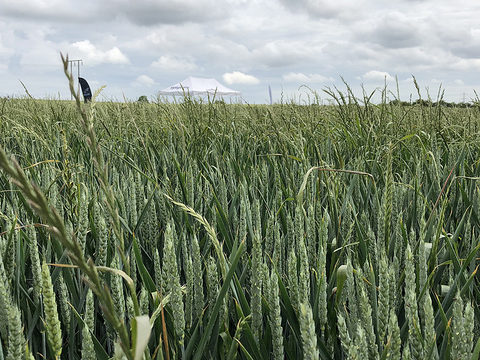Ryegrass heads above wheat