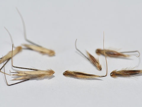 Winter wild oat - left - vs common spring wild oat