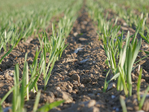 Spring barley early emergence 